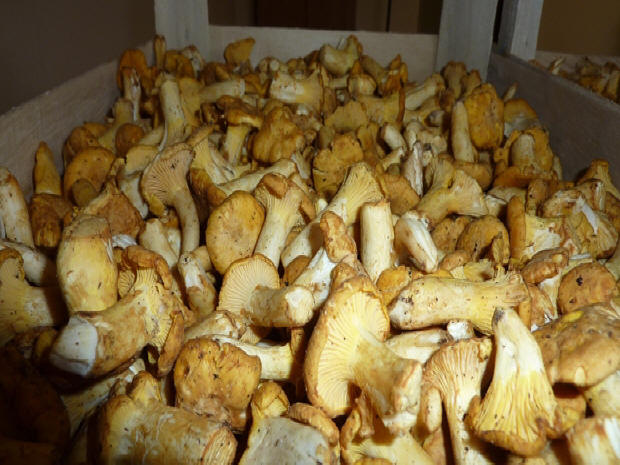 LAS-BOR грибы шампиньоны замороженные свежие овощи фрукты лисички березовики боровики переработка экспорт в Польше 01